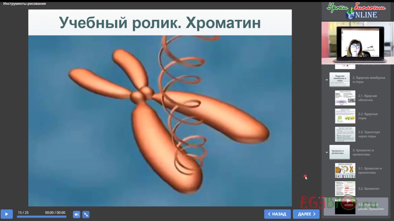 9-11 классы. Ядро клетки. Видеоуроки биологии на egebio.ru