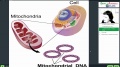 9-11 класс Двумембранные органоиды клетки. Митохондрии и пластиды. Видеоуроки биологии на egebio.ru